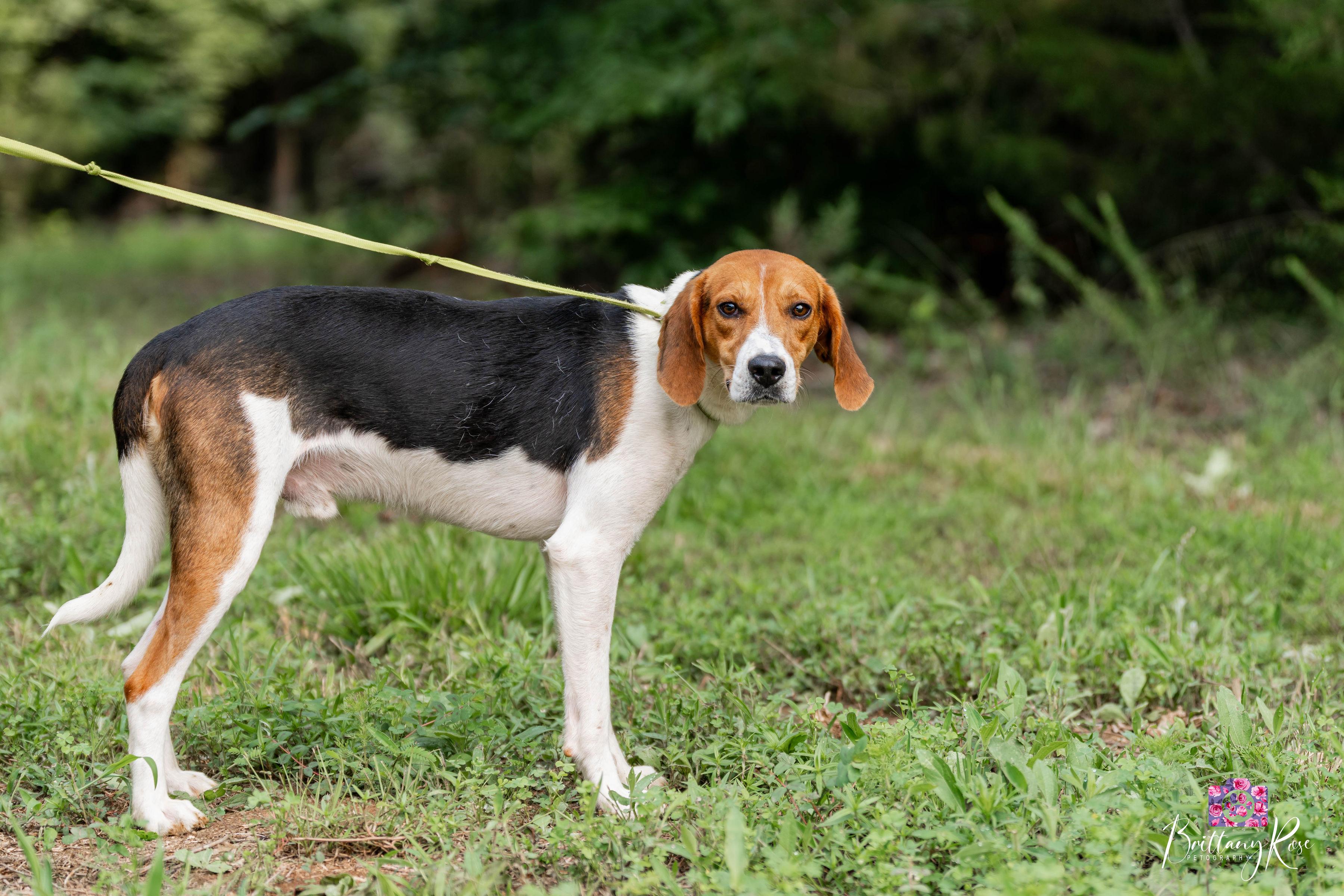 Cash, a ADOPTABLE Coonhound in Powhatan, VA image 3/3