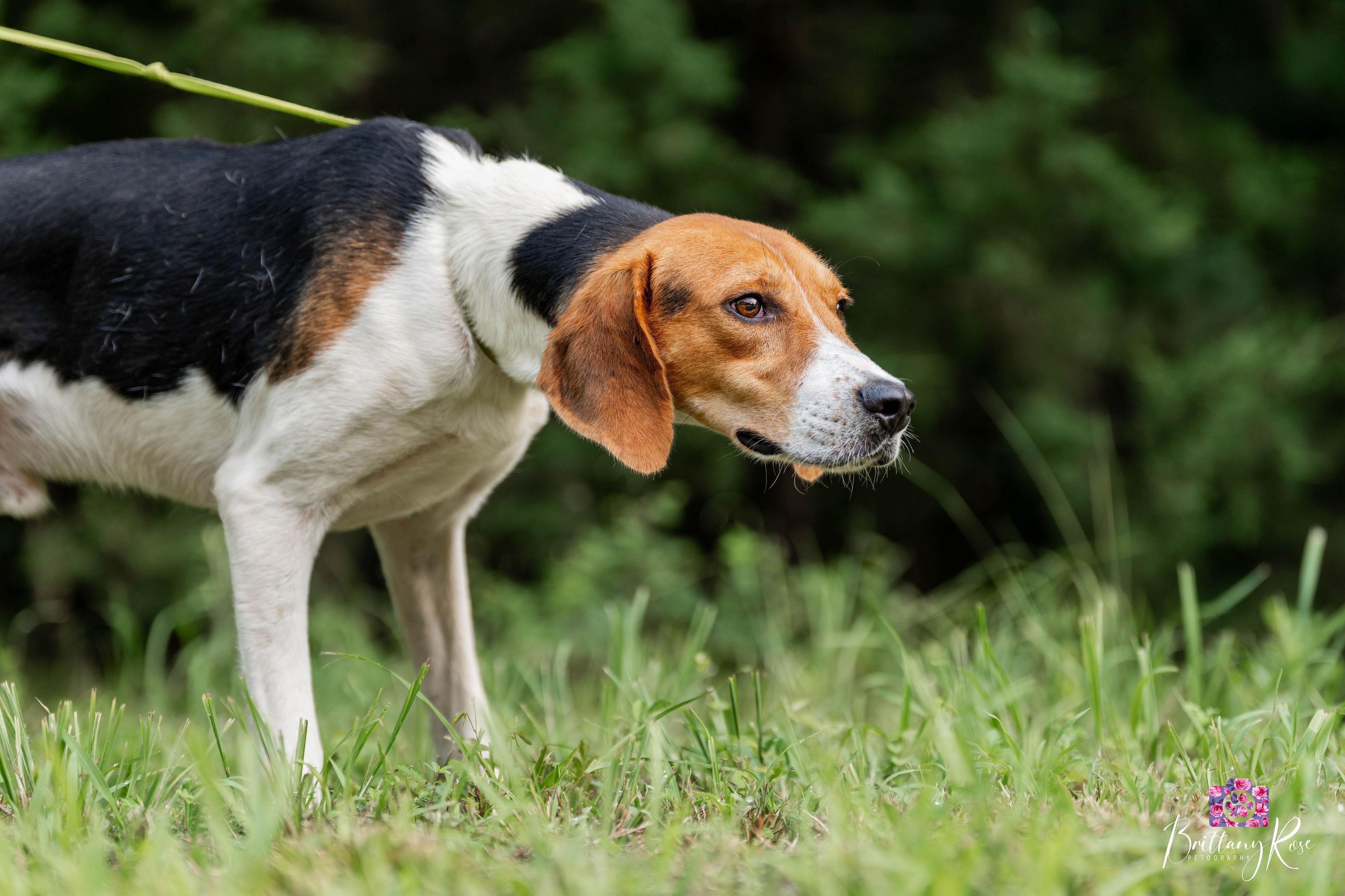 Cash, ADOPTABLE, Young Male Coonhound.