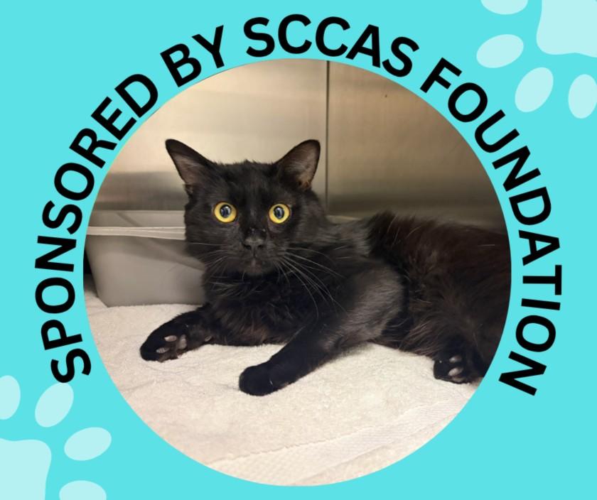SPIDER MAN, Adoptable, Young Male Domestic Medium Hair.