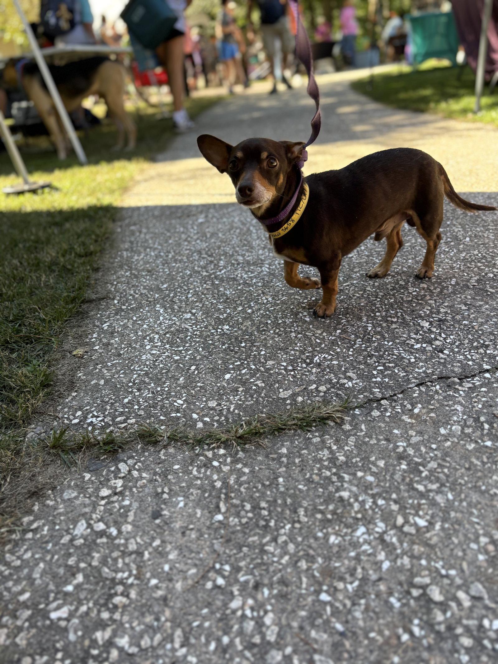 Enlarge Matt, a Adoptable mixed breed in Mount Pleasant, SC image 1/3