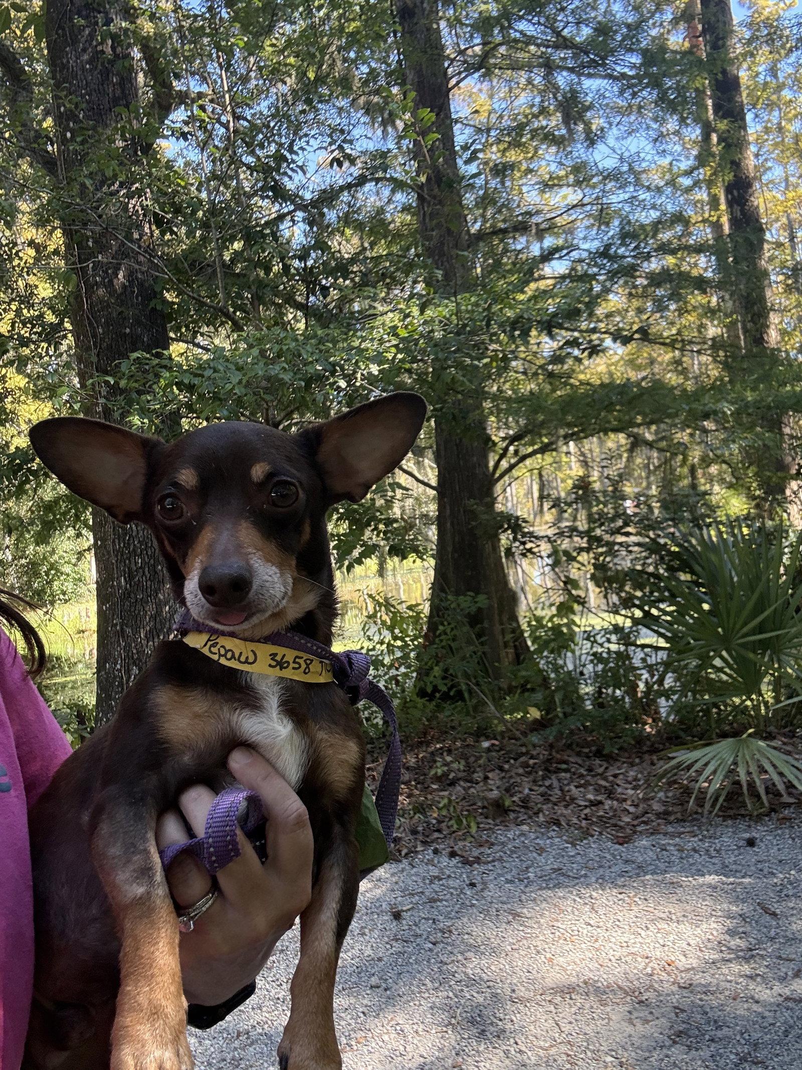 Enlarge Matt, a Adoptable mixed breed in Mount Pleasant, SC image 2/3