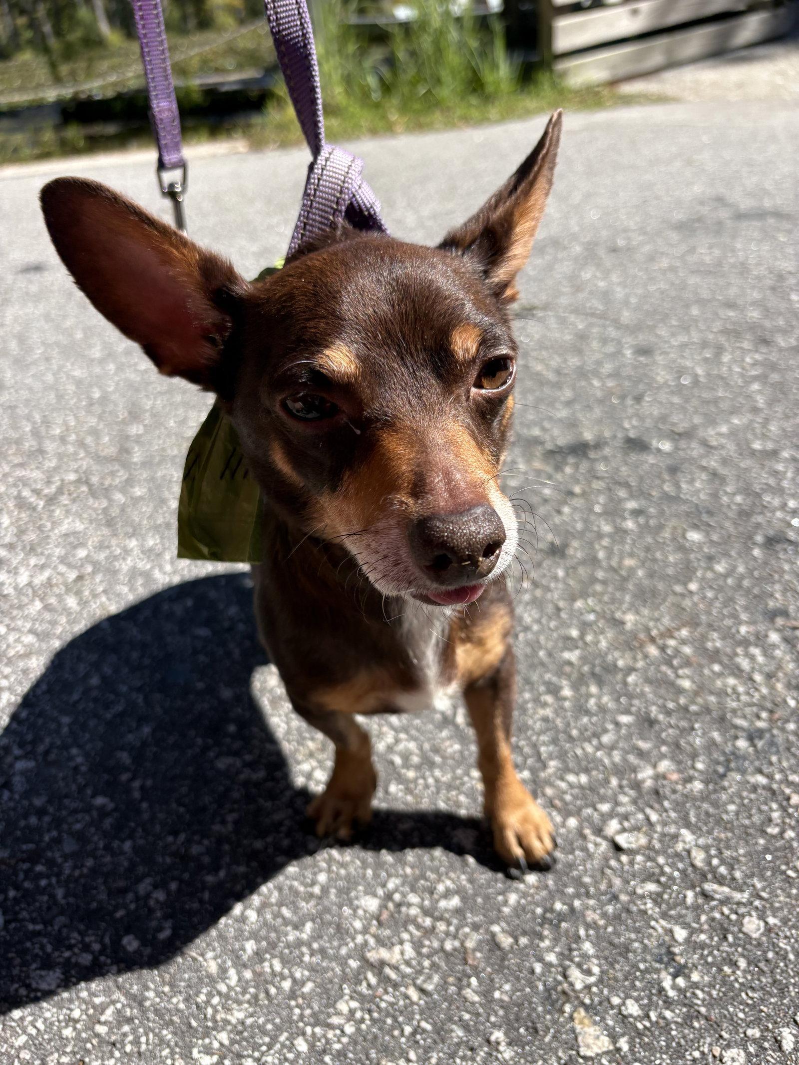 Enlarge Matt, a Adoptable mixed breed in Mount Pleasant, SC image 3/3