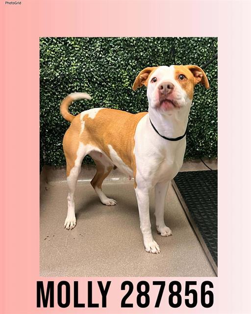 MOLLY, Adoptable, Young Female Mixed Breed.