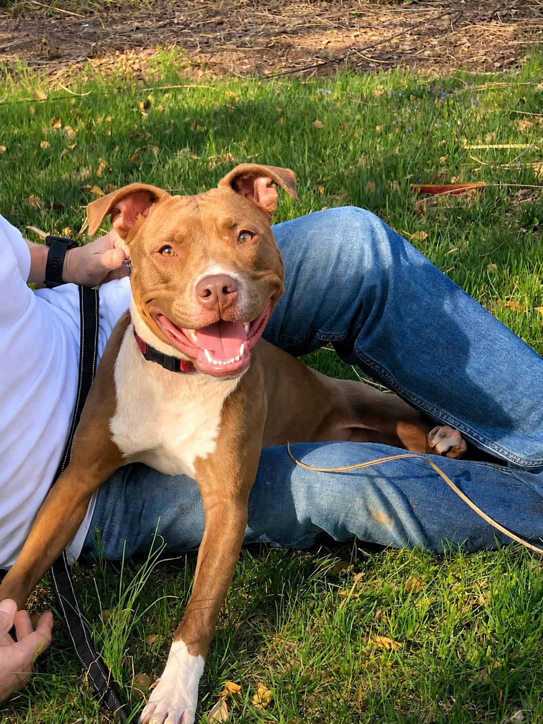 William , a ADOPTABLE American Staffordshire Terrier in POTOMAC, MD image 5/5