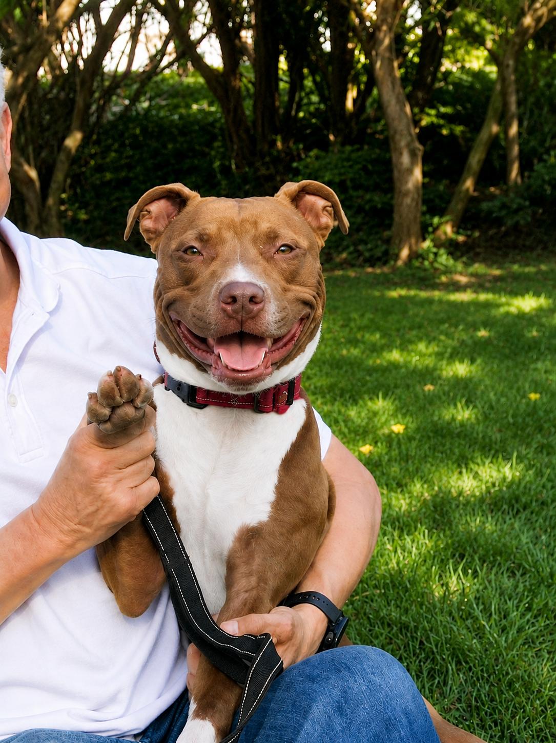 William , a ADOPTABLE American Staffordshire Terrier in POTOMAC, MD image 2/5