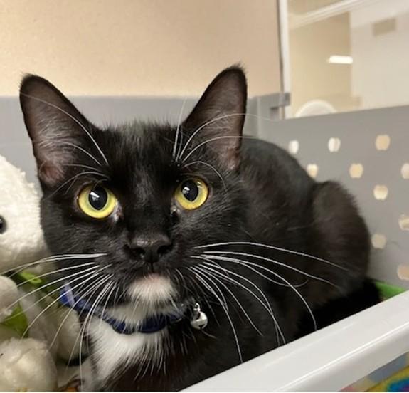 GIGI, Adoptable, Young Female Domestic Short Hair.