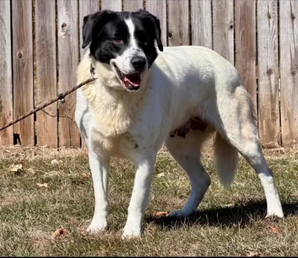 Enlarge June, a ADOPTABLE mixed breed in Catlett, VA image 2/4