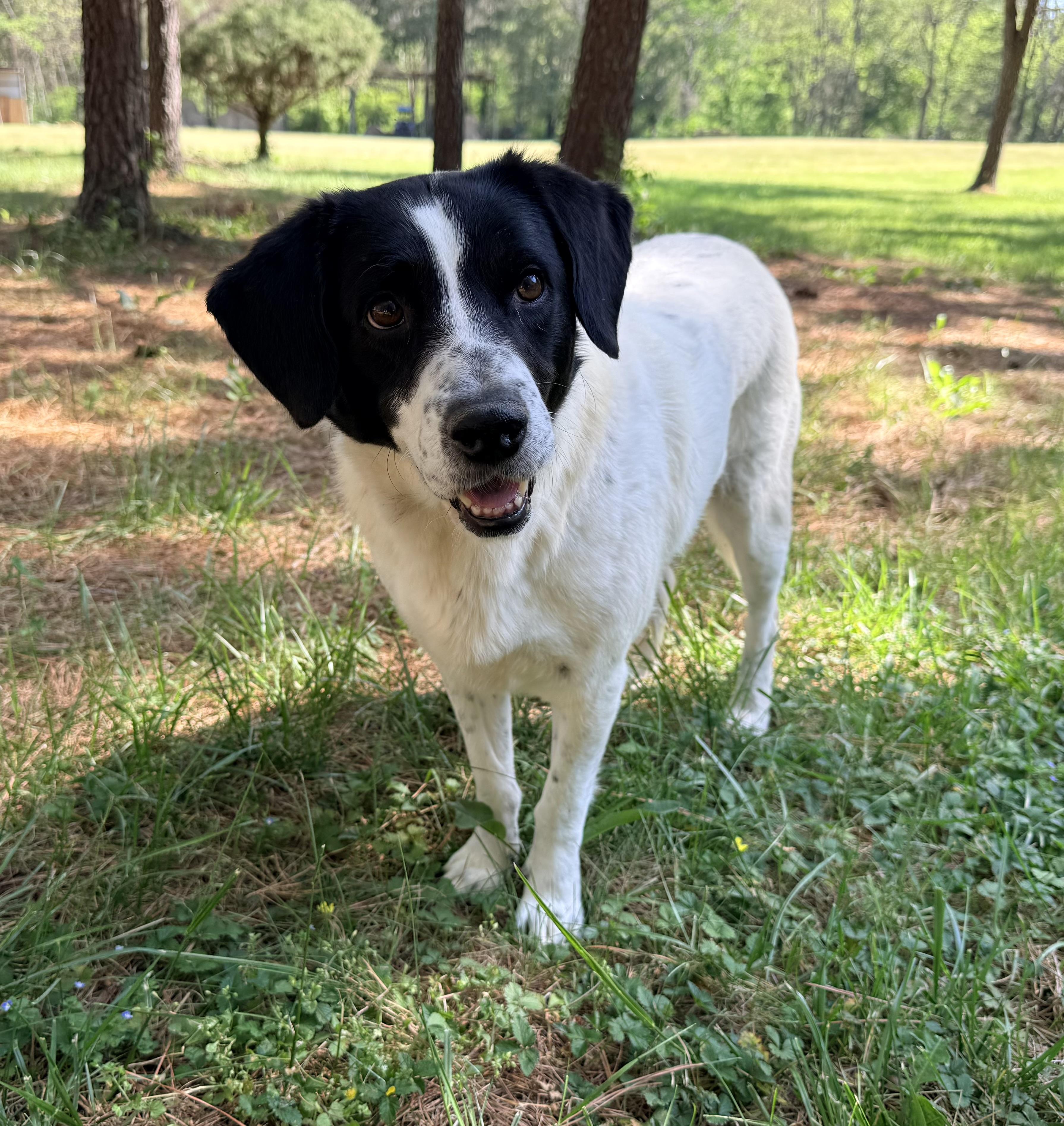 Enlarge June, a ADOPTABLE mixed breed in Catlett, VA image 5/6