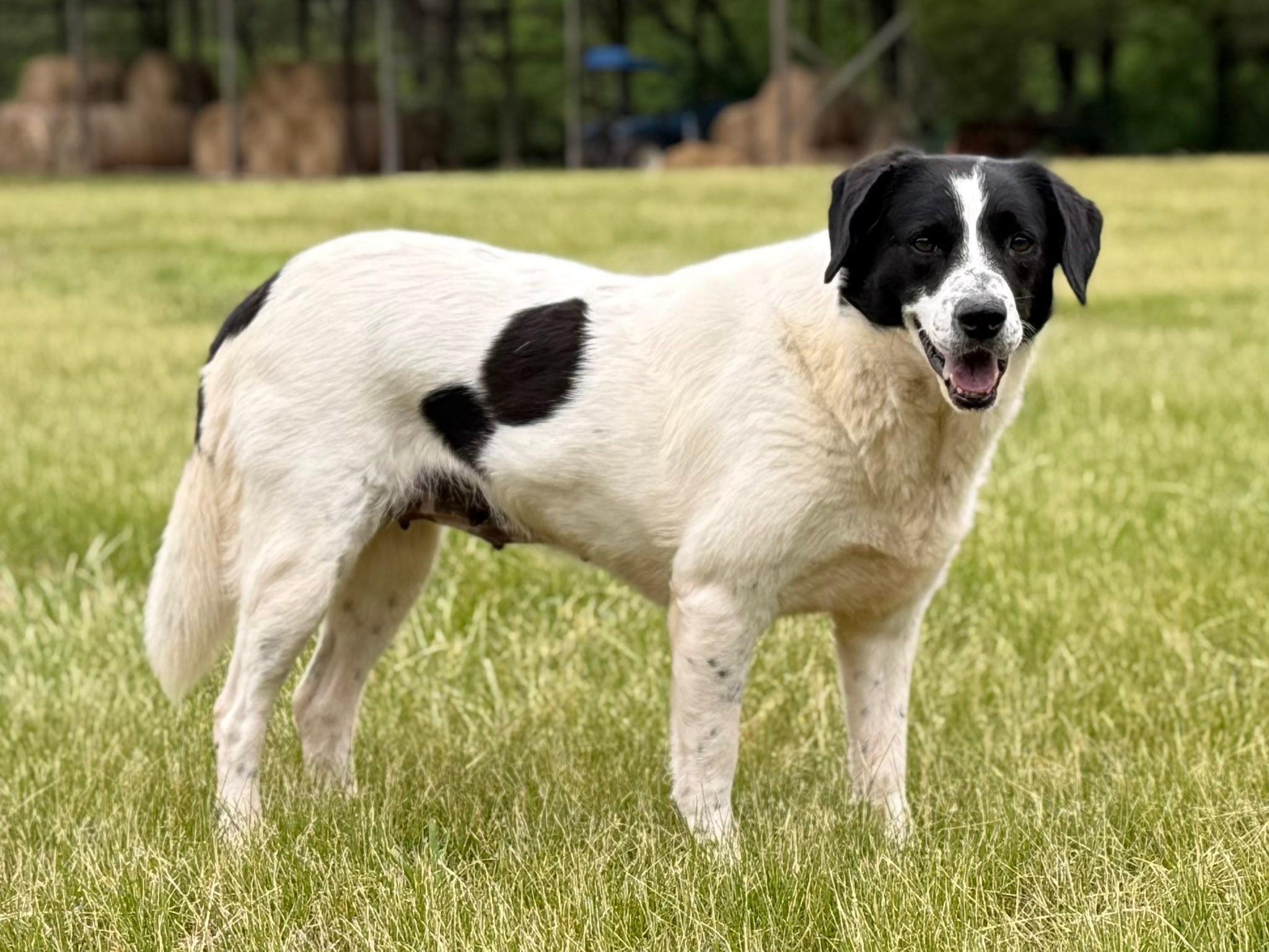 Enlarge June, a ADOPTABLE mixed breed in Catlett, VA image 1/6