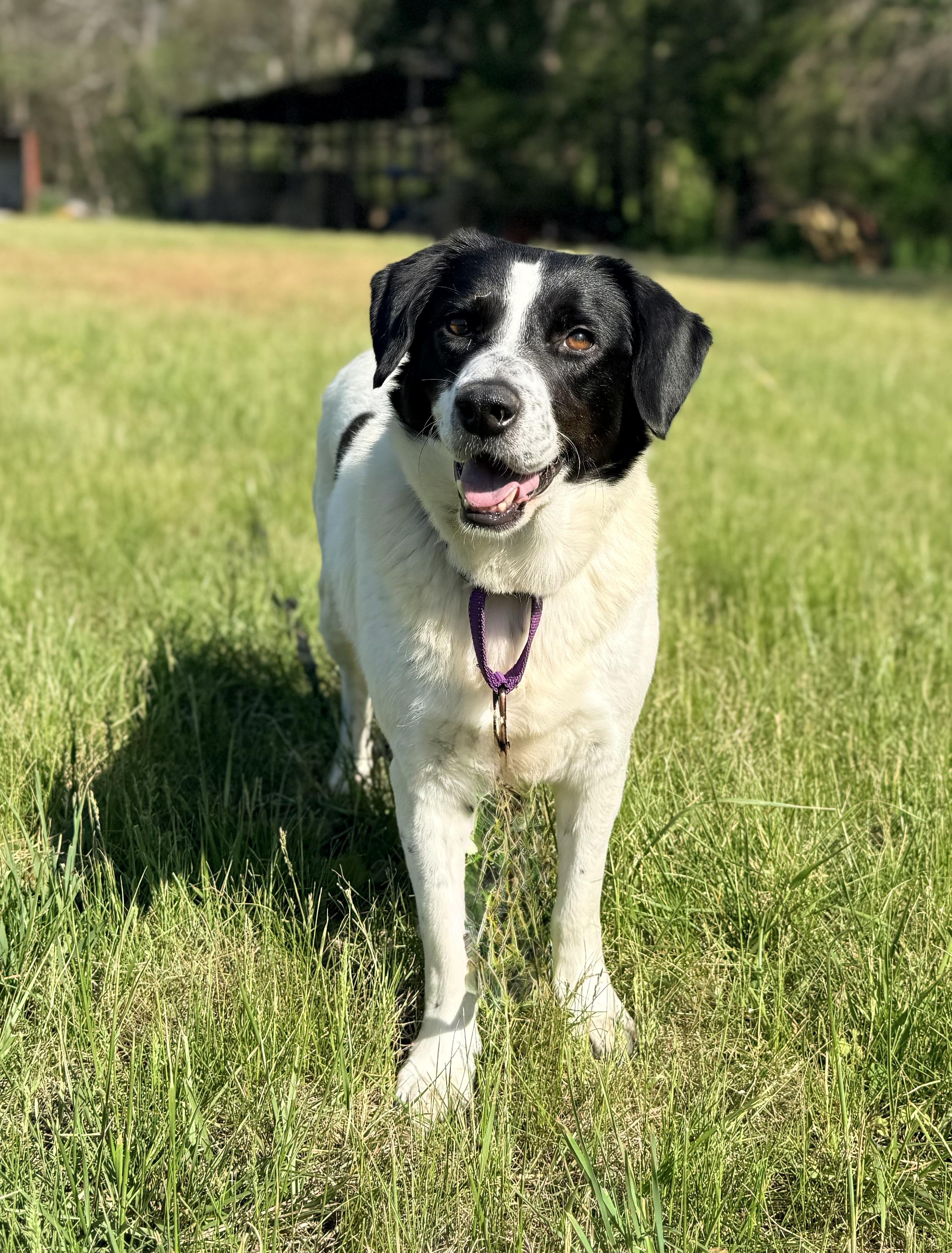 Enlarge June, a ADOPTABLE mixed breed in Catlett, VA image 4/6