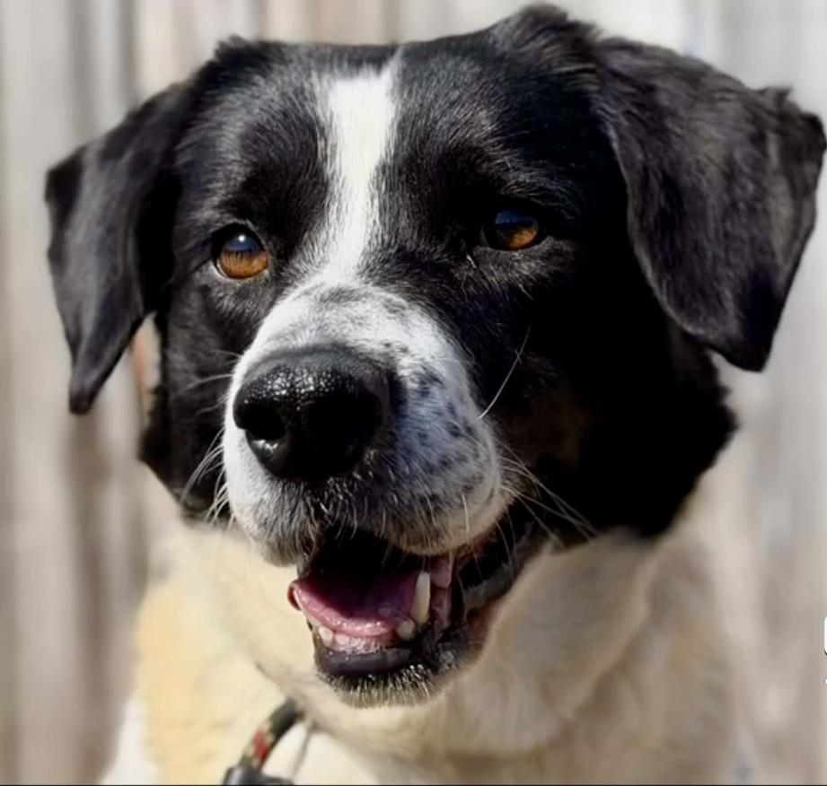 June, ADOPTABLE, Adult Female Great Pyrenees.