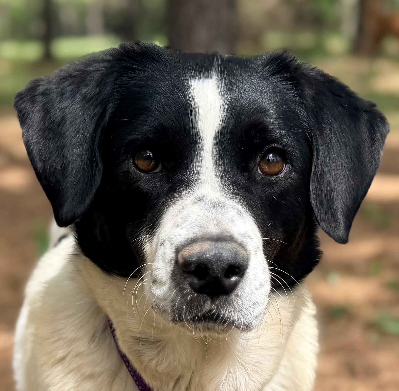 Enlarge June, a ADOPTABLE mixed breed in Catlett, VA image 6/6