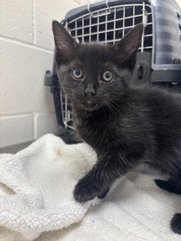 Jelly Mayonnaise, Adoptable, Kitten Female Domestic Short Hair.
