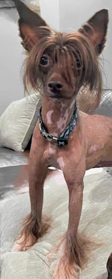 Norman, a Adopted Chinese Crested Dog in Wooster, OH image 2/4