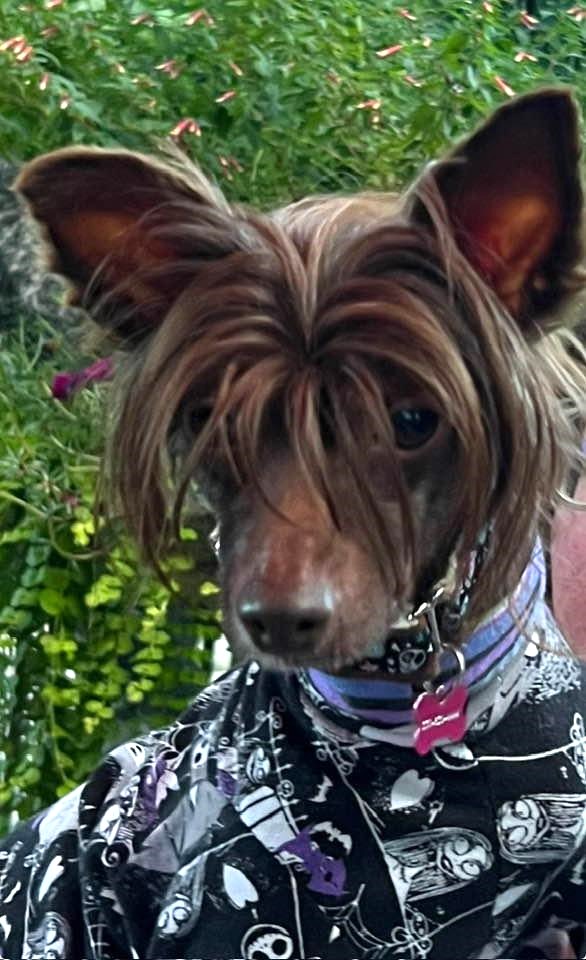 Norman, Adopted, Adult Male Chinese Crested Dog.