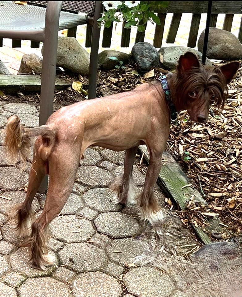 Norman, a Adopted Chinese Crested Dog in Wooster, OH image 3/4