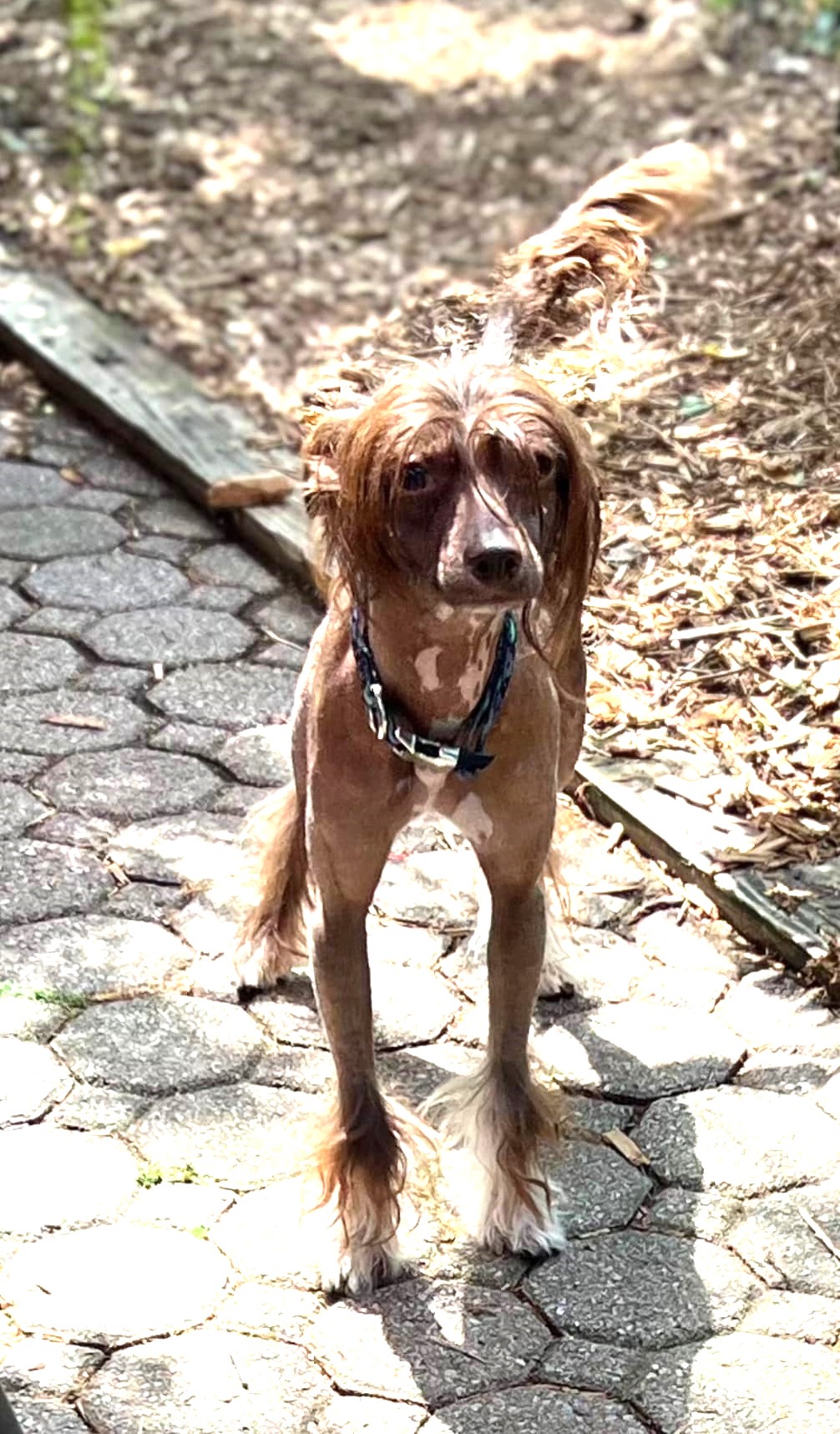 Norman, a Adopted Chinese Crested Dog in Wooster, OH image 4/4