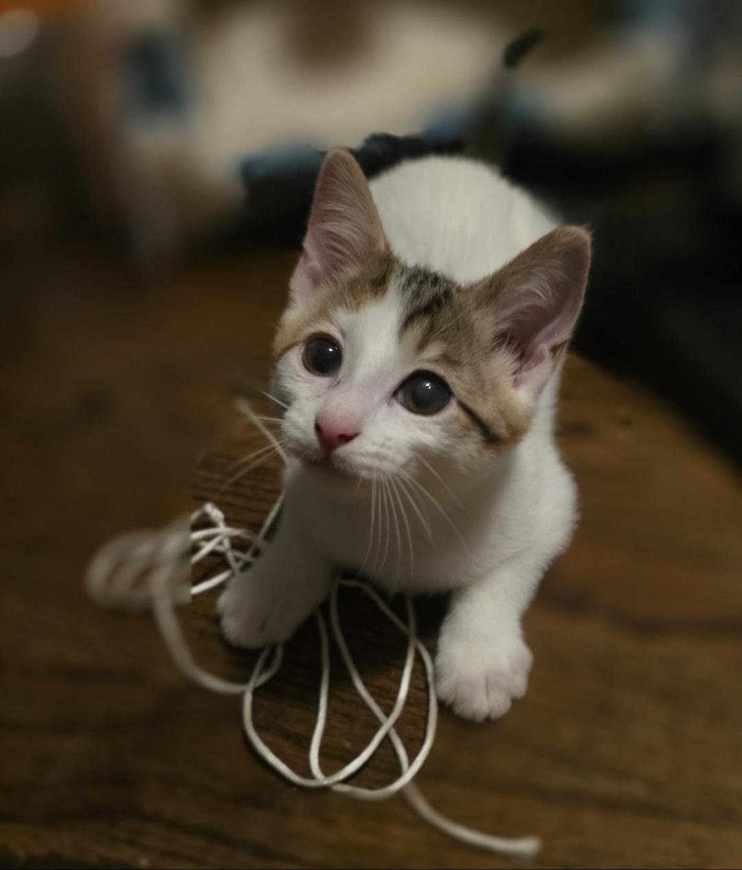 Enlarge Frieren, a Adoptable Domestic Short Hair in Lincoln, NE image 5/6