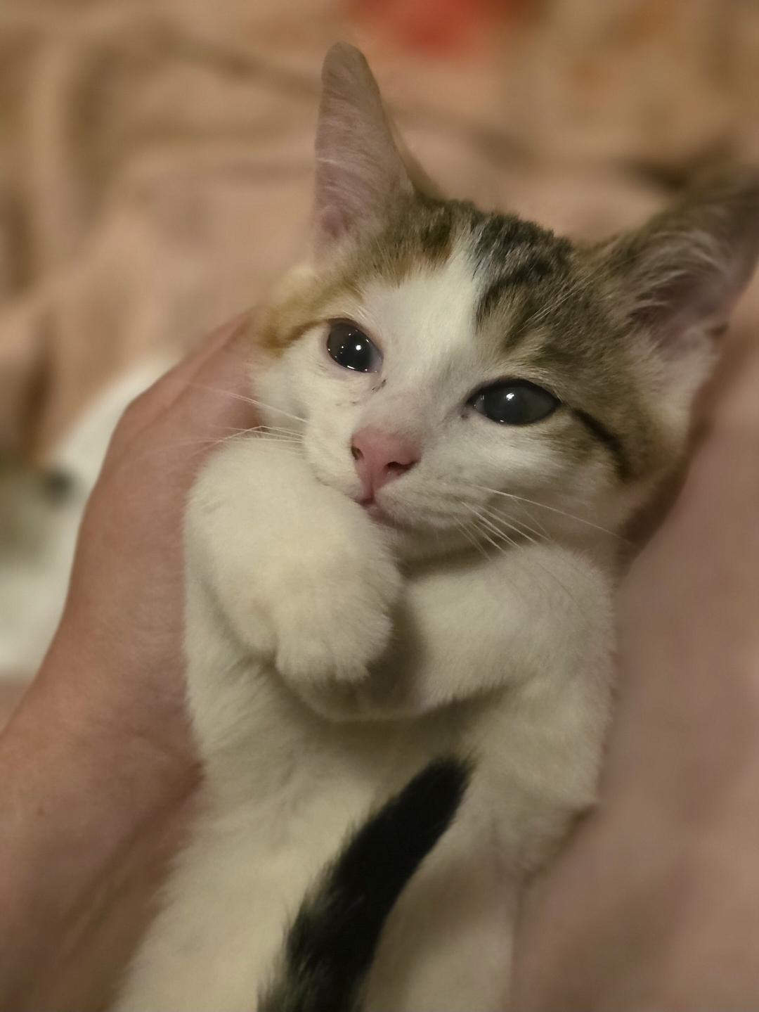 Enlarge Frieren, a Adoptable Domestic Short Hair in Lincoln, NE image 6/6