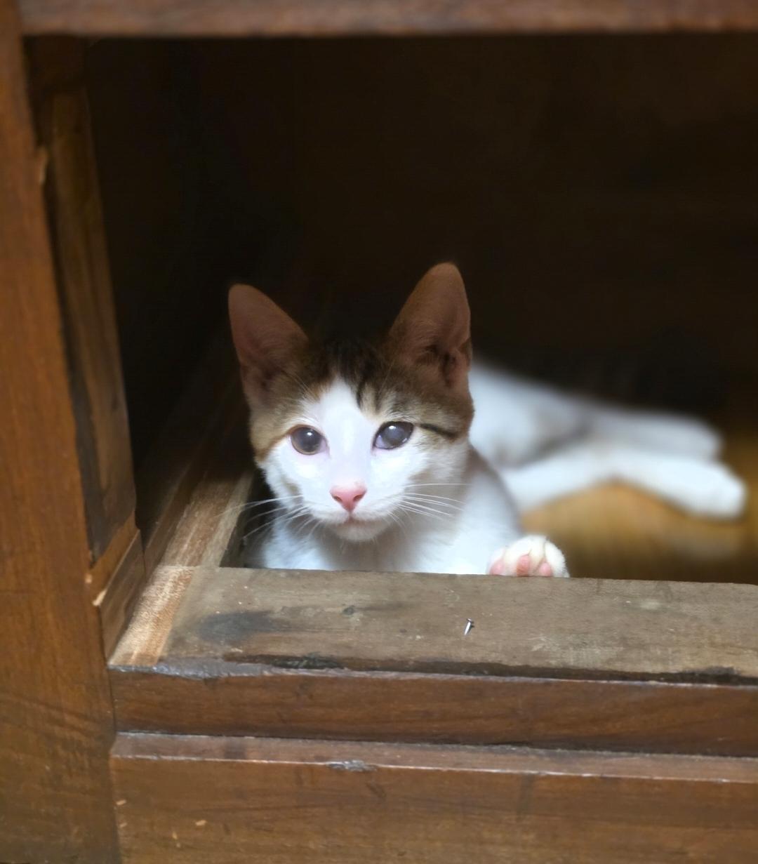 Enlarge Frieren, a Adoptable Domestic Short Hair in Lincoln, NE image 2/6