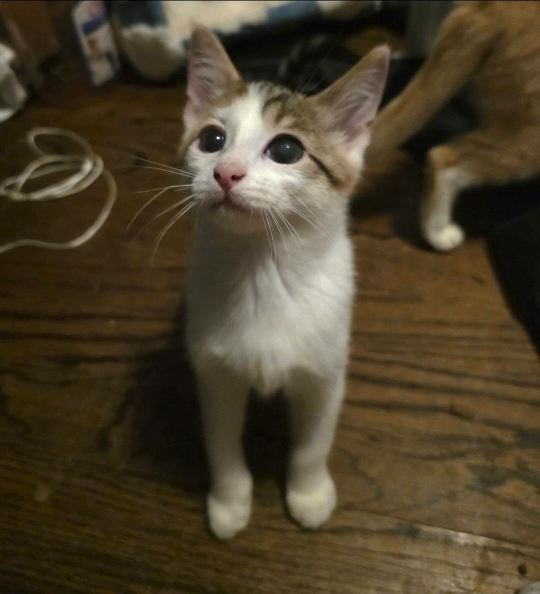Frieren, Adoptable, Kitten Female Domestic Short Hair.