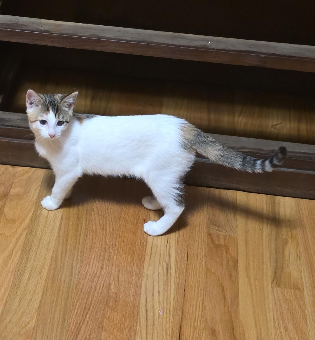 Enlarge Frieren, a Adoptable Domestic Short Hair in Lincoln, NE image 4/6