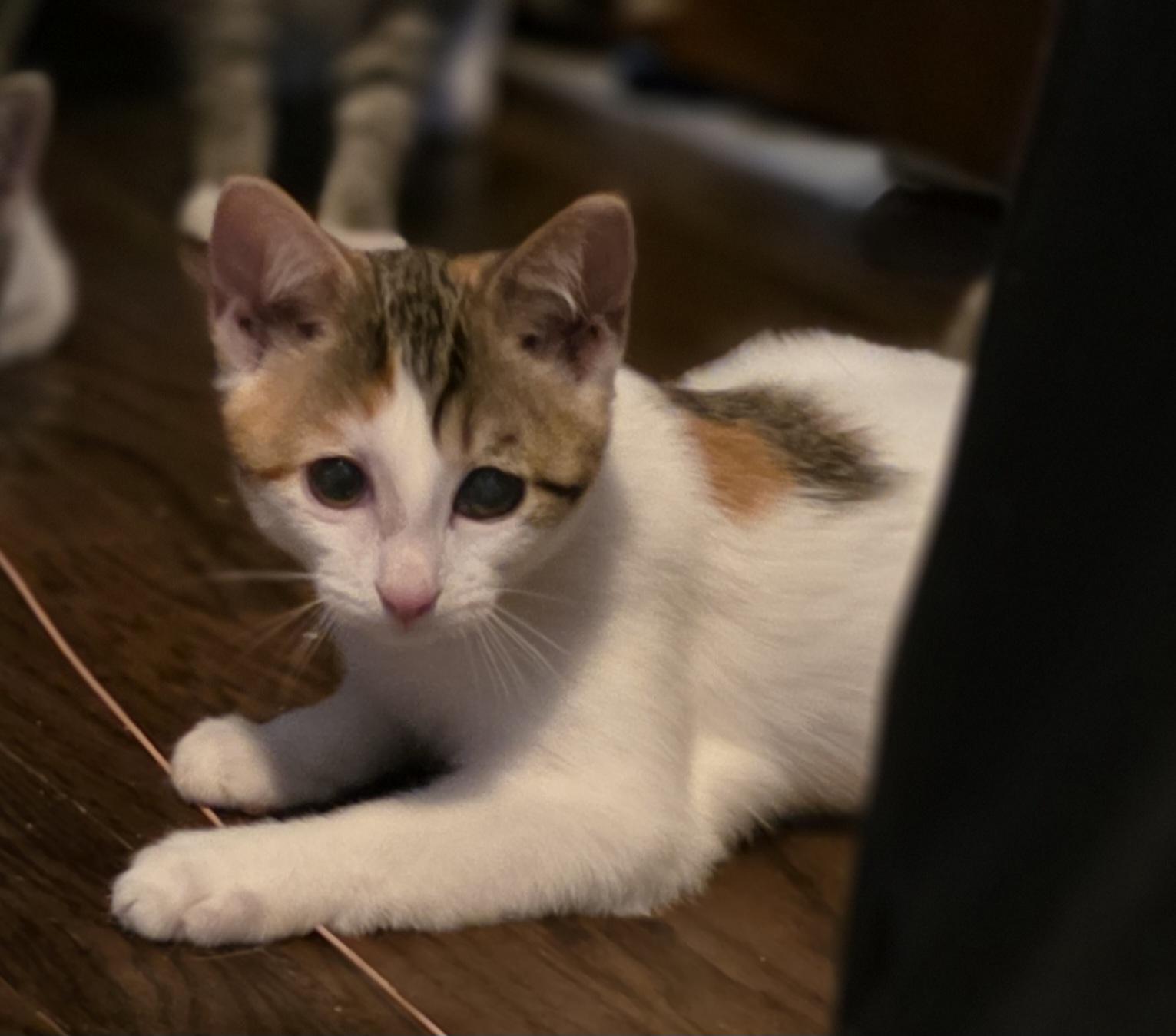 Enlarge Frieren, a Adoptable Domestic Short Hair in Lincoln, NE image 3/6