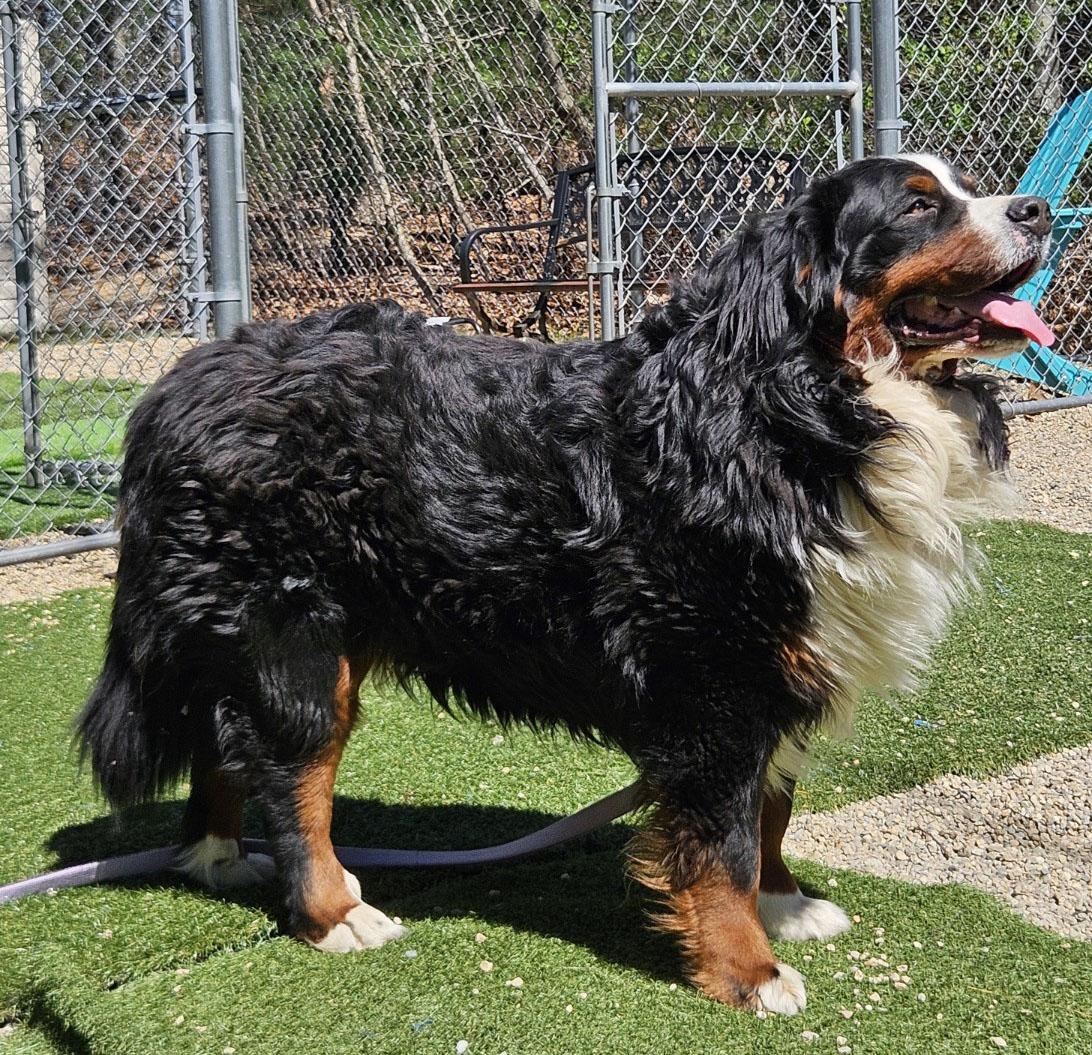 Bowser, adopted, Adult Male Bernese Mountain Dog.