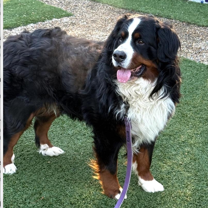 Enlarge Bowser, an adopted Bernese Mountain Dog in Medfield, MA image 4/4