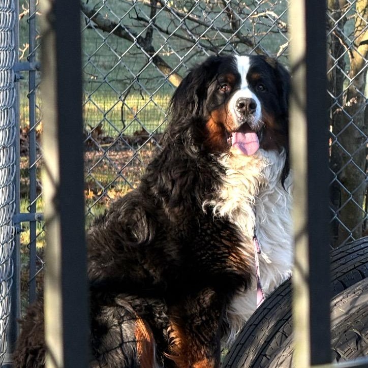 Enlarge Bowser, an adopted Bernese Mountain Dog in Medfield, MA image 3/4