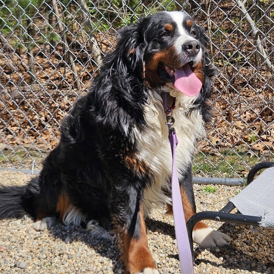 Enlarge Bowser, an adopted Bernese Mountain Dog in Medfield, MA image 2/4