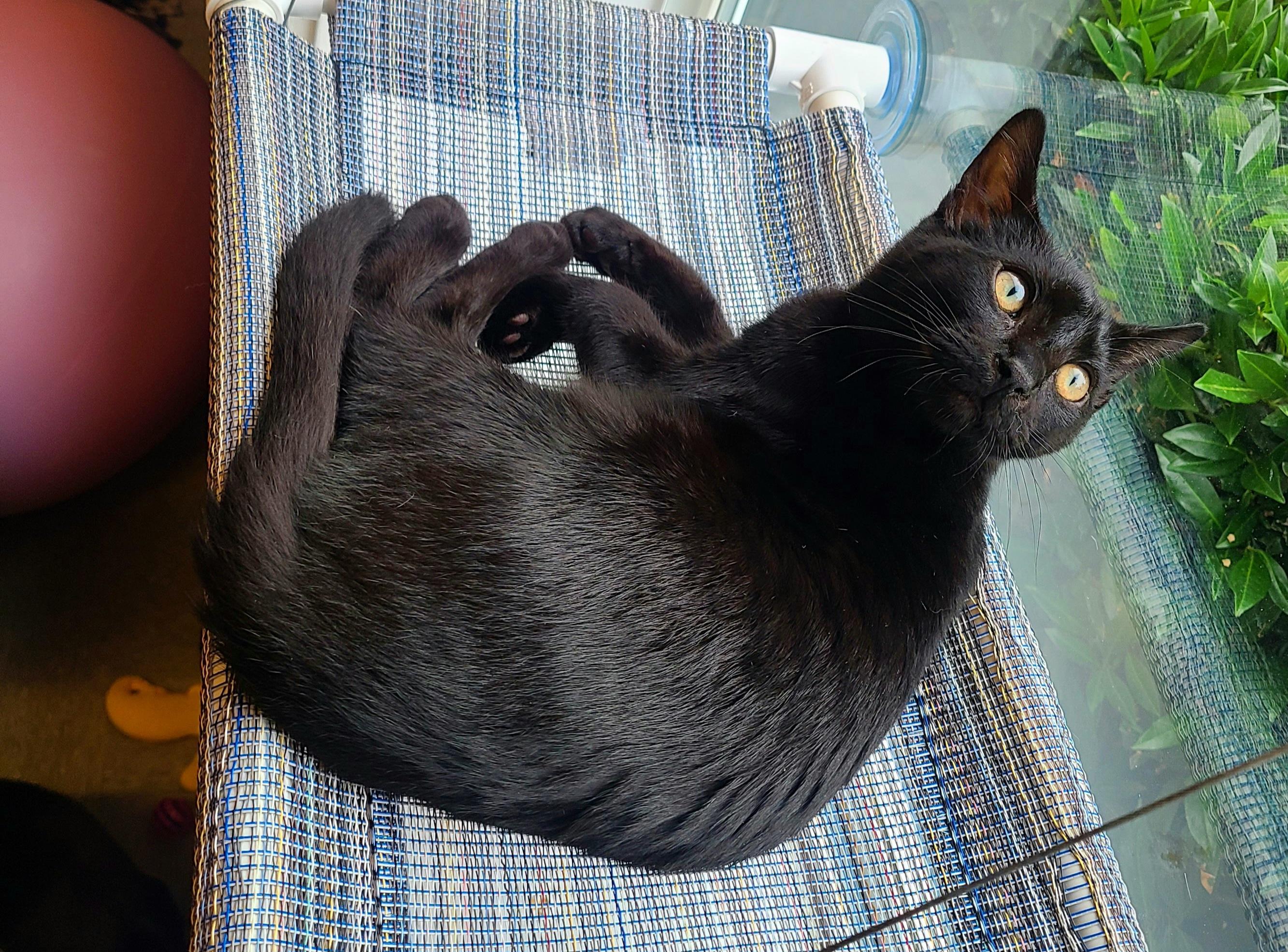 Waylon, a ADOPTABLE Domestic Short Hair in Kirkland, WA image 2/3