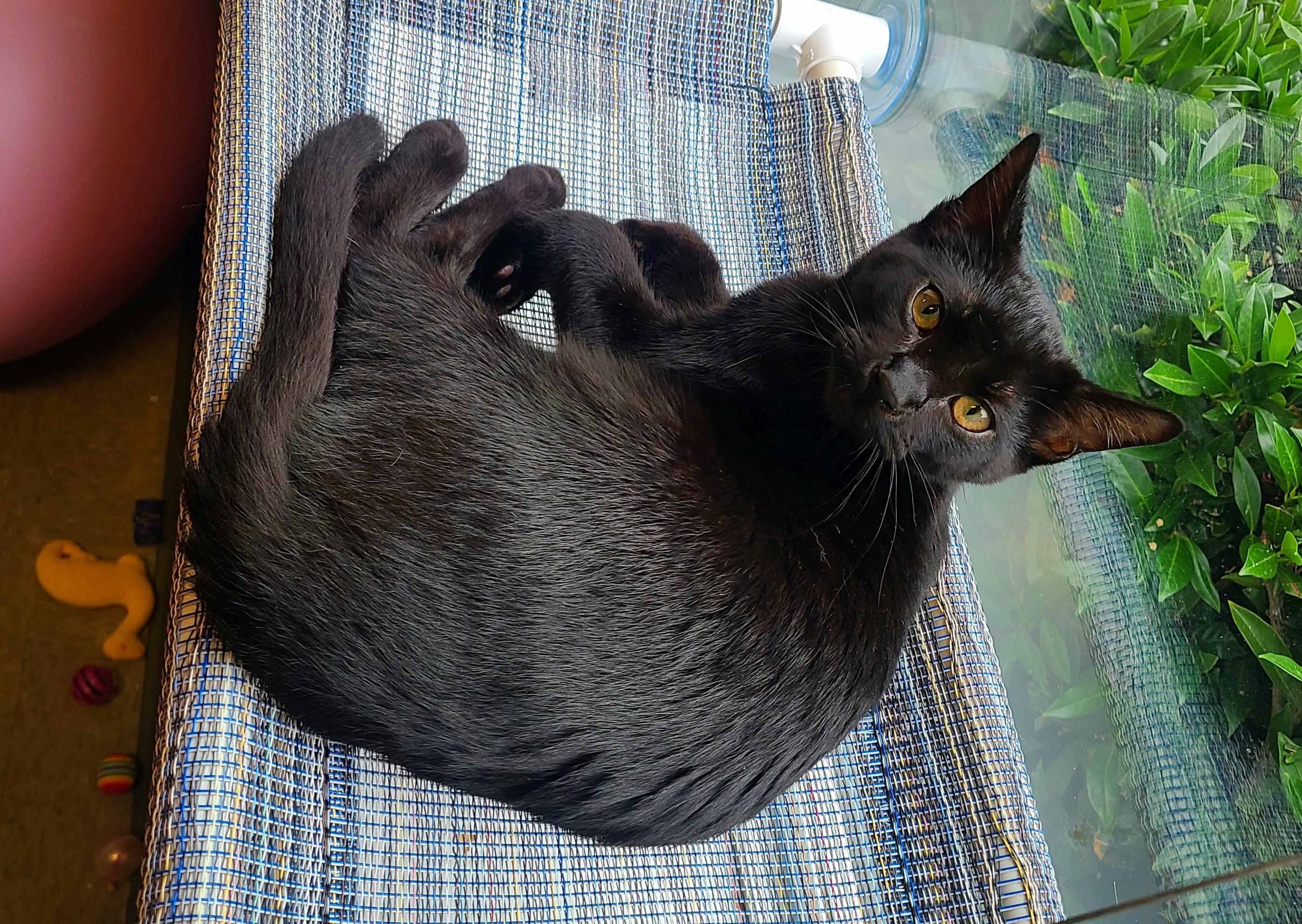 Waylon, a ADOPTABLE Domestic Short Hair in Kirkland, WA image 3/3