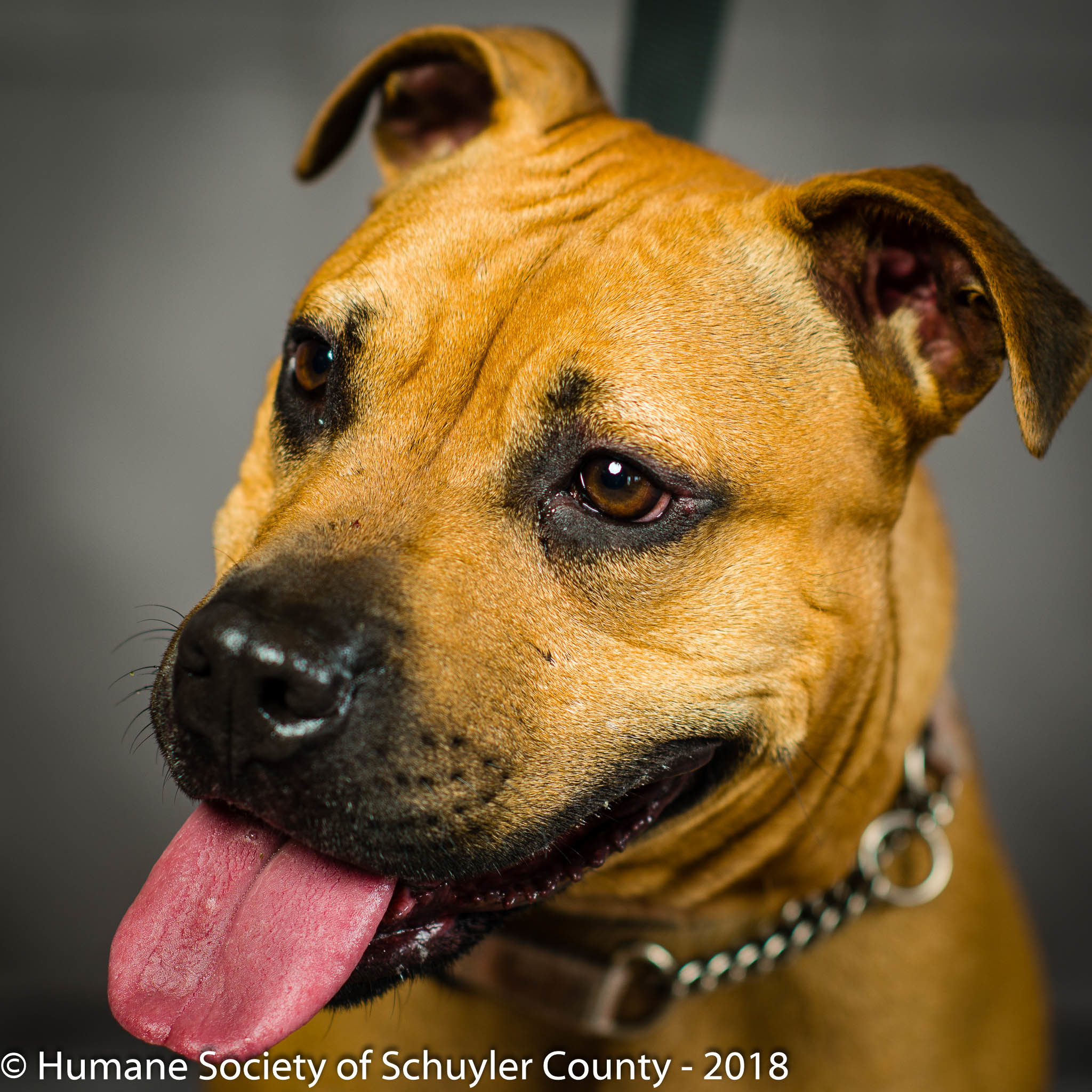Caroline, a Adoptable mixed breed in Montour Falls, NY image 1/12