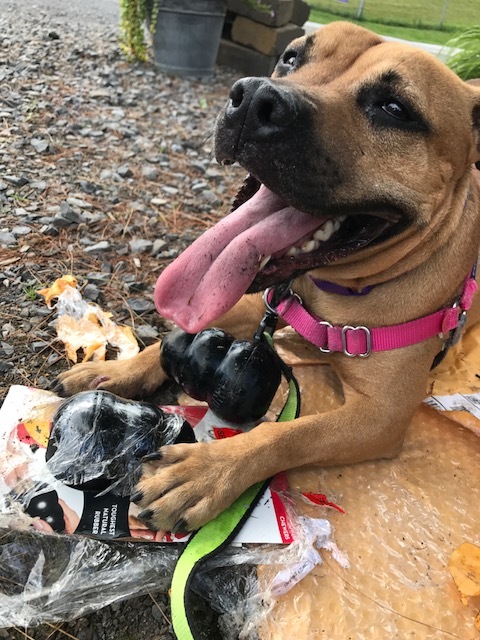 Caroline, a Adoptable mixed breed in Montour Falls, NY image 2/12