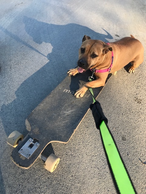 Caroline, a Adoptable mixed breed in Montour Falls, NY image 3/12