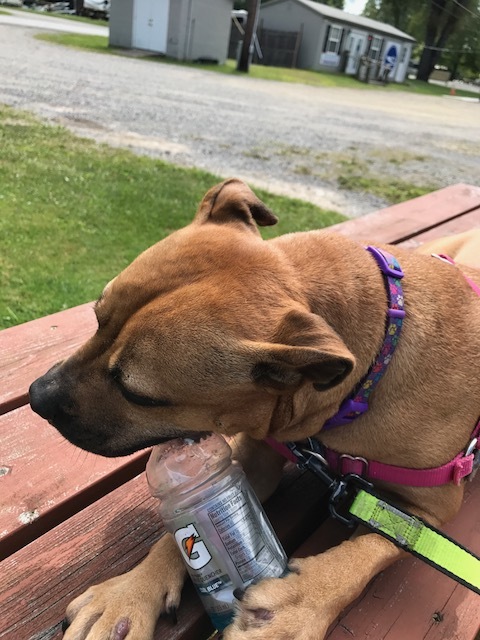 Caroline, a Adoptable mixed breed in Montour Falls, NY image 4/12