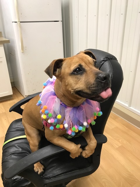 Caroline, a Adoptable mixed breed in Montour Falls, NY image 5/12