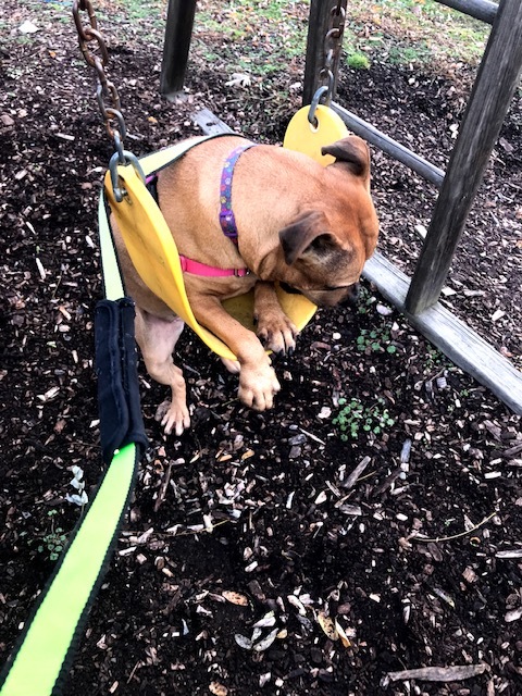 Caroline, a Adoptable mixed breed in Montour Falls, NY image 6/12