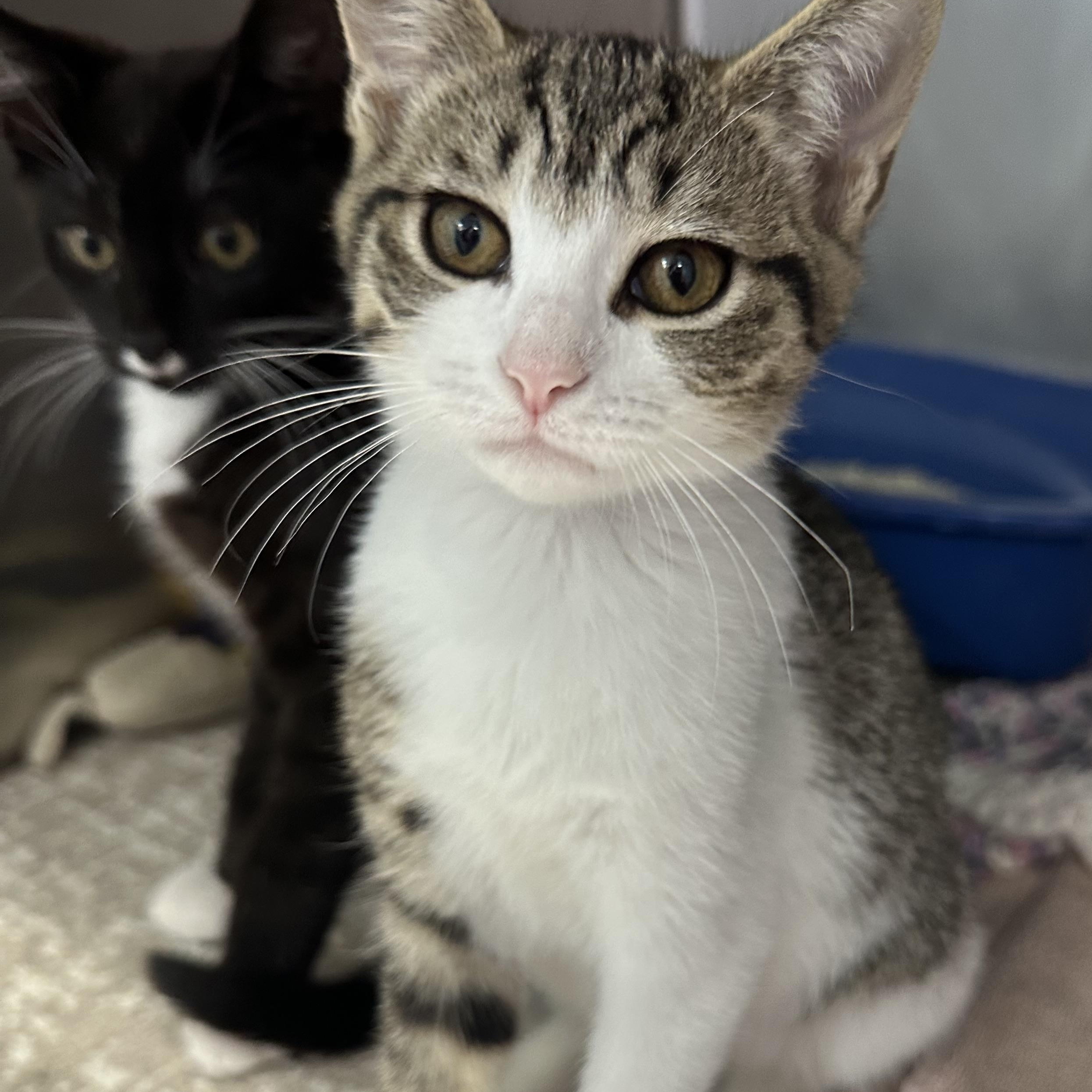 Enlarge Mojito Coquito & Modelo, a ADOPTABLE Domestic Short Hair in Clifton, NJ image 3/4