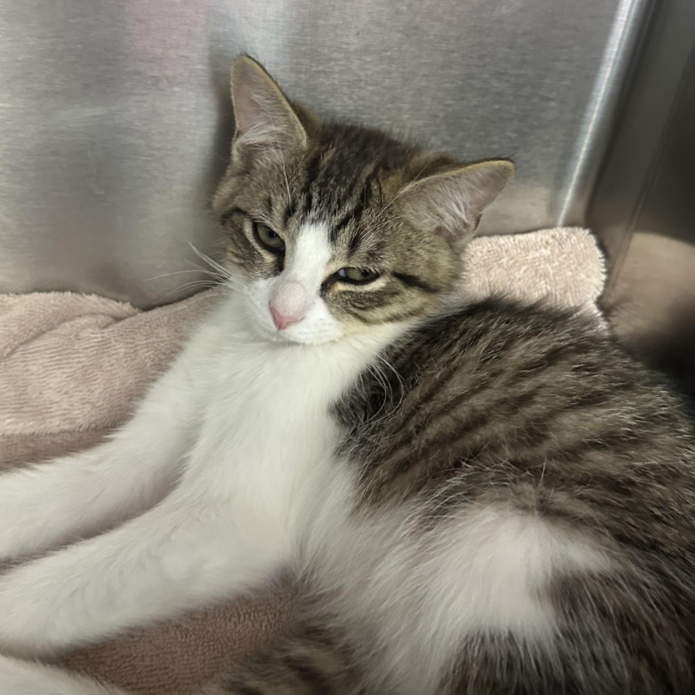Enlarge Mojito Coquito & Modelo, a ADOPTABLE Domestic Short Hair in Clifton, NJ image 4/4