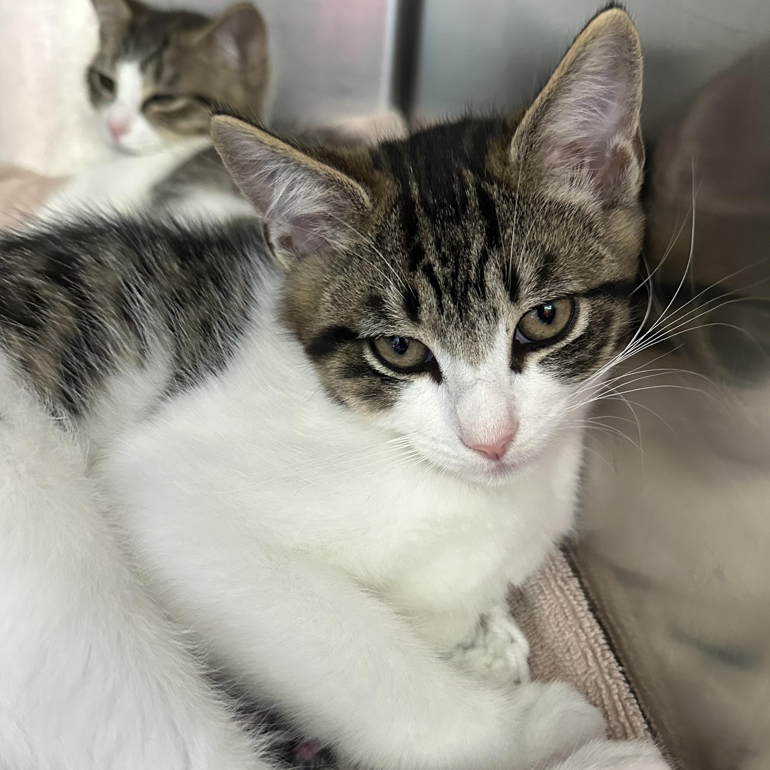 Mojito Coquito & Modelo, ADOPTABLE, Kitten Male Domestic Short Hair.