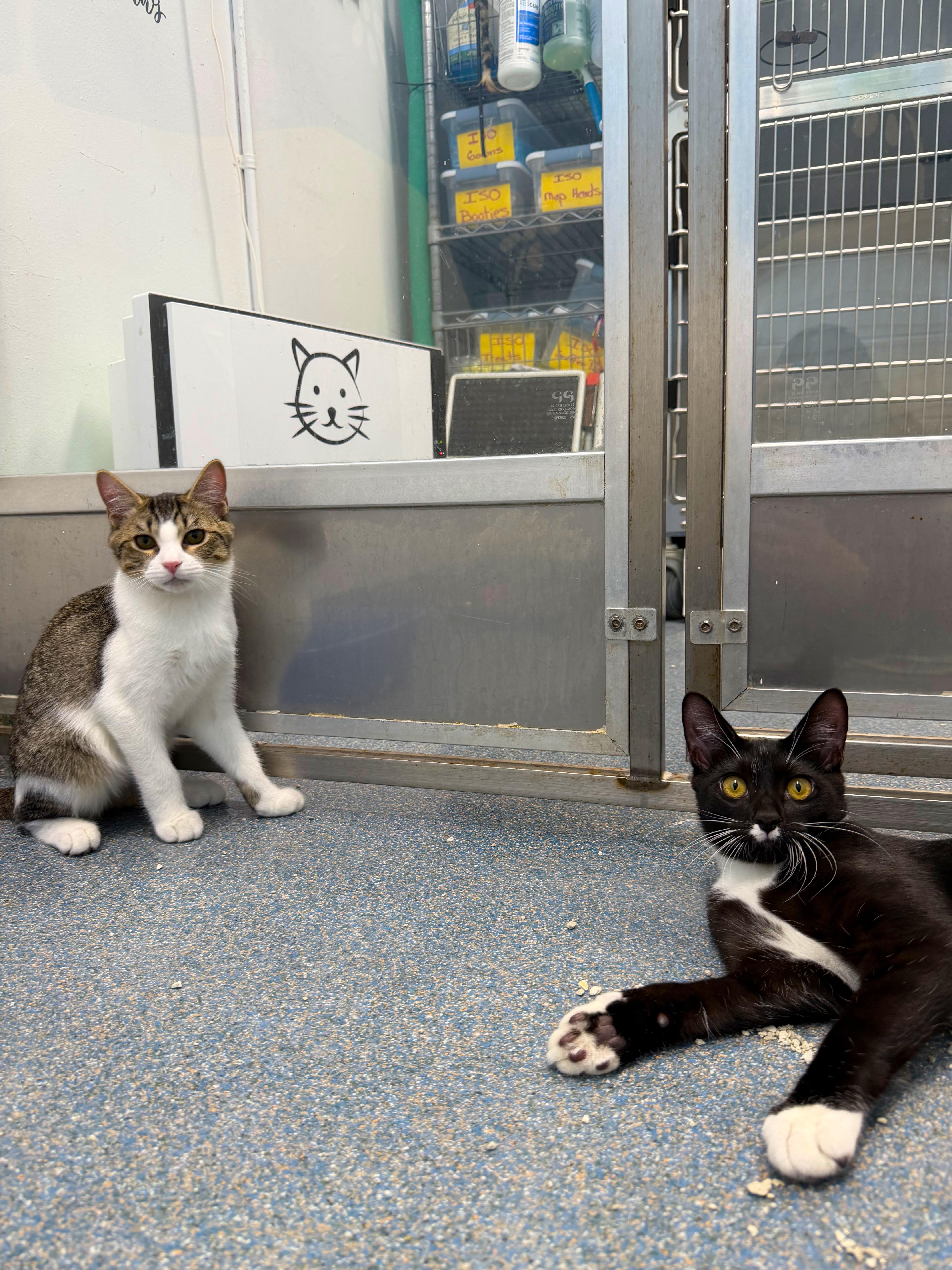 Enlarge Coquito & Modelo, a Adoptable Domestic Short Hair in Clifton, NJ image 5/5