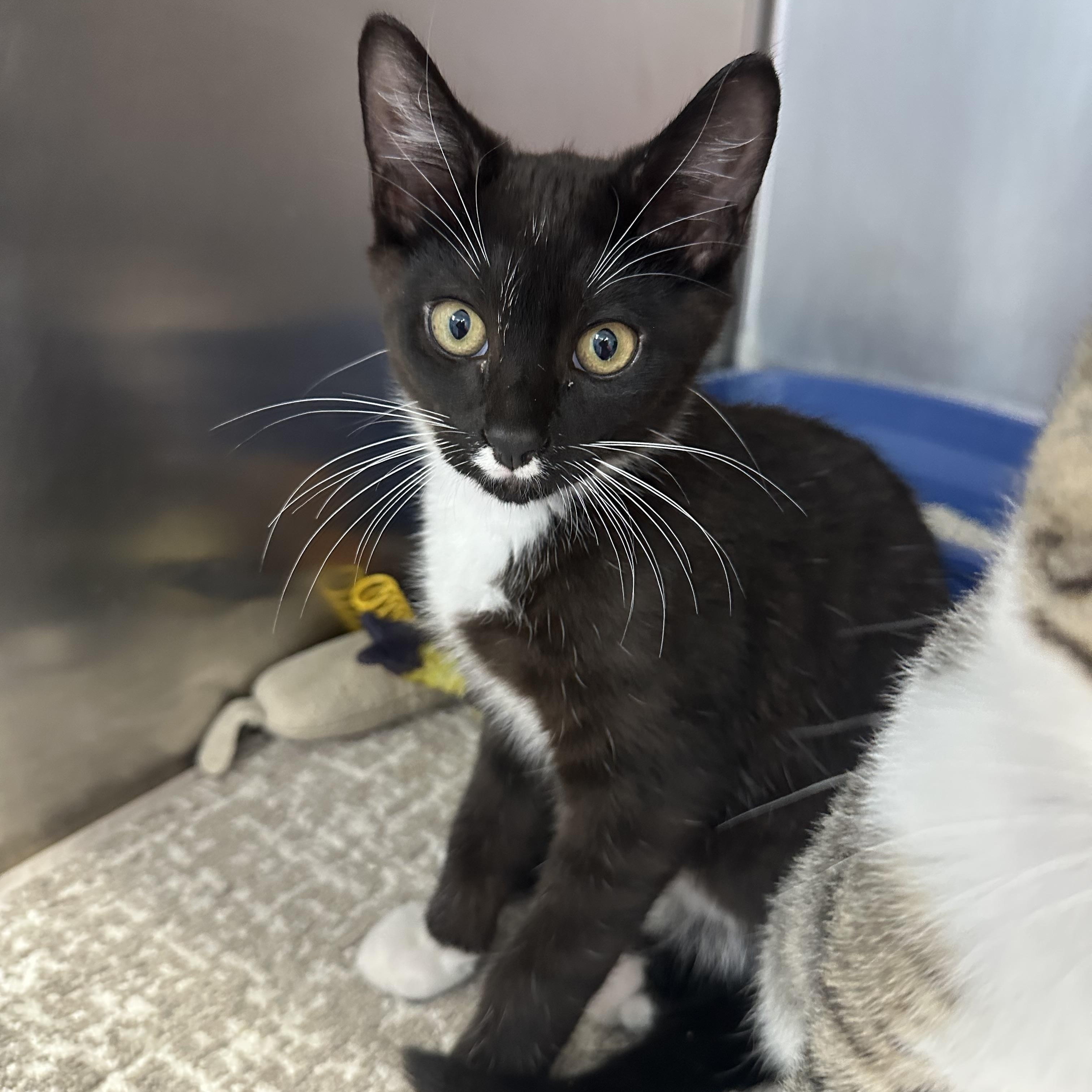 Enlarge Mojito Coquito & Modelo, a ADOPTABLE Domestic Short Hair in Clifton, NJ image 2/4