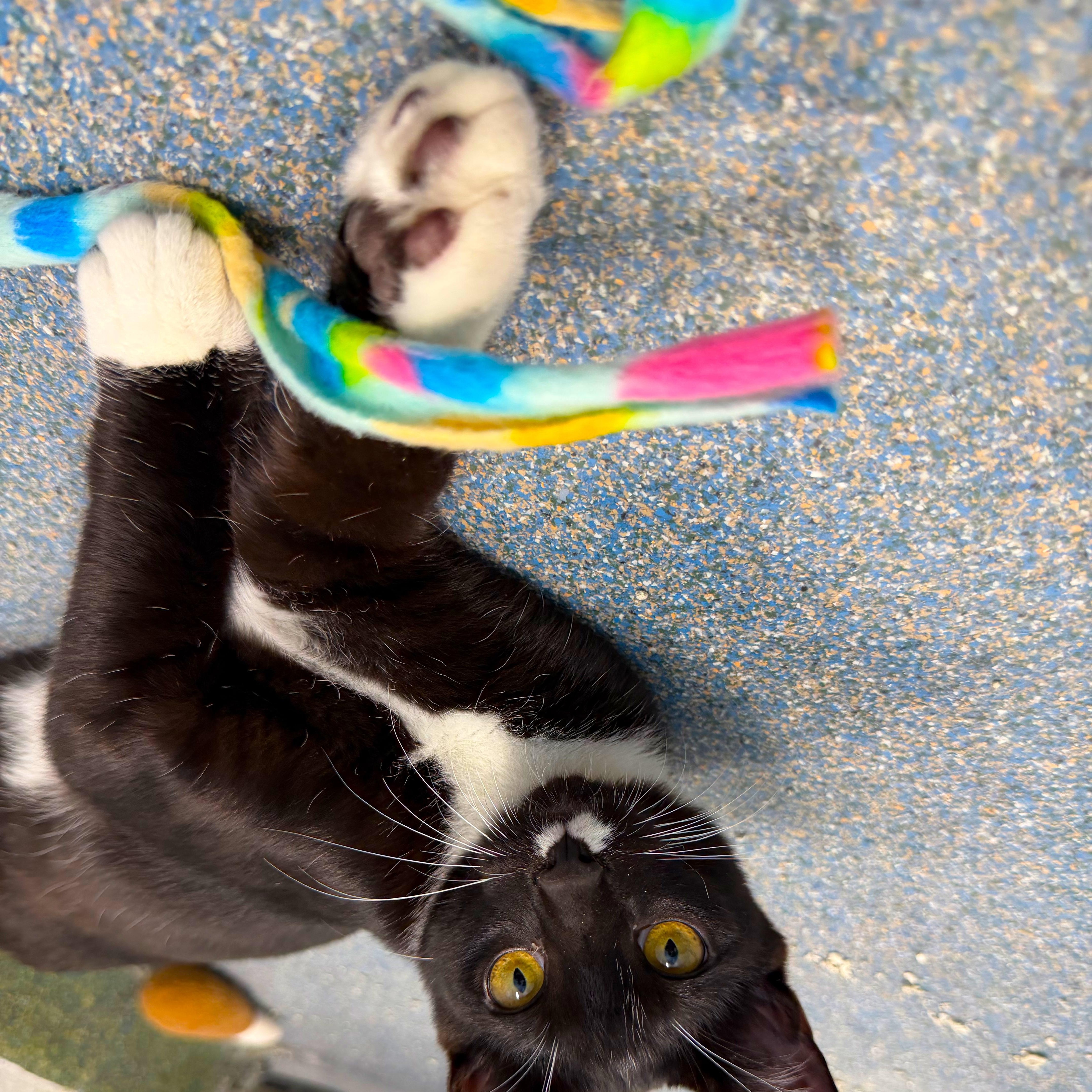 Enlarge Coquito & Modelo, a Adoptable Domestic Short Hair in Clifton, NJ image 4/5