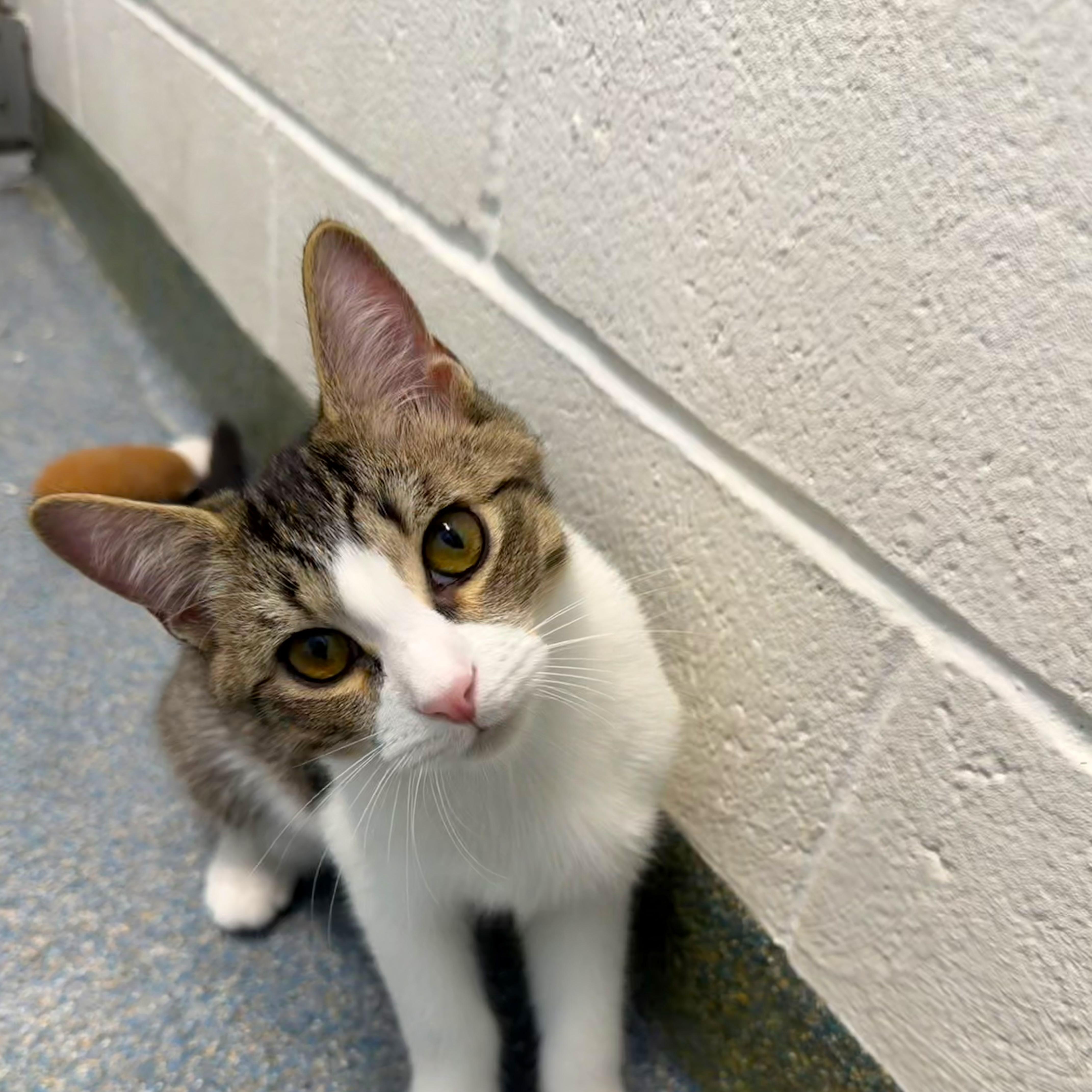 Coquito & Modelo, Adoptable, Kitten Male Domestic Short Hair.