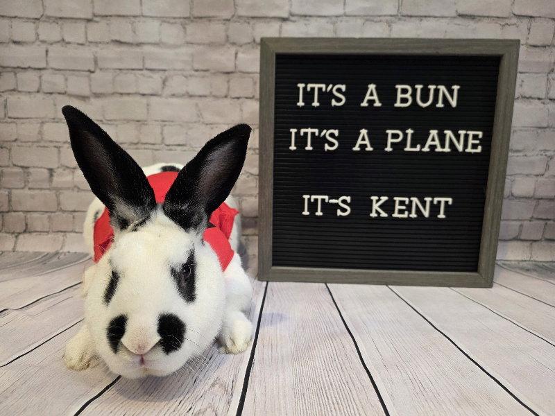 Enlarge Kent, a Adoptable English Spot in Columbus, OH image 1/2