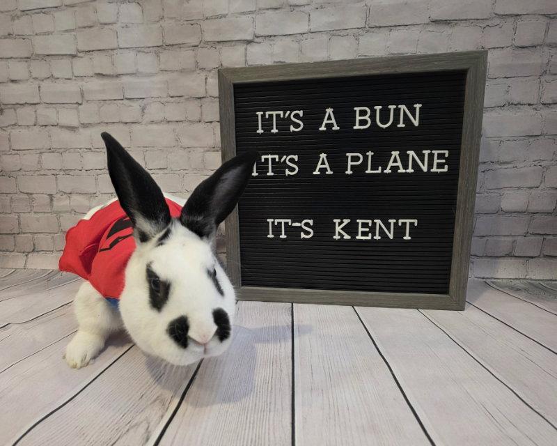 Enlarge Kent, a Adoptable English Spot in Columbus, OH image 2/2