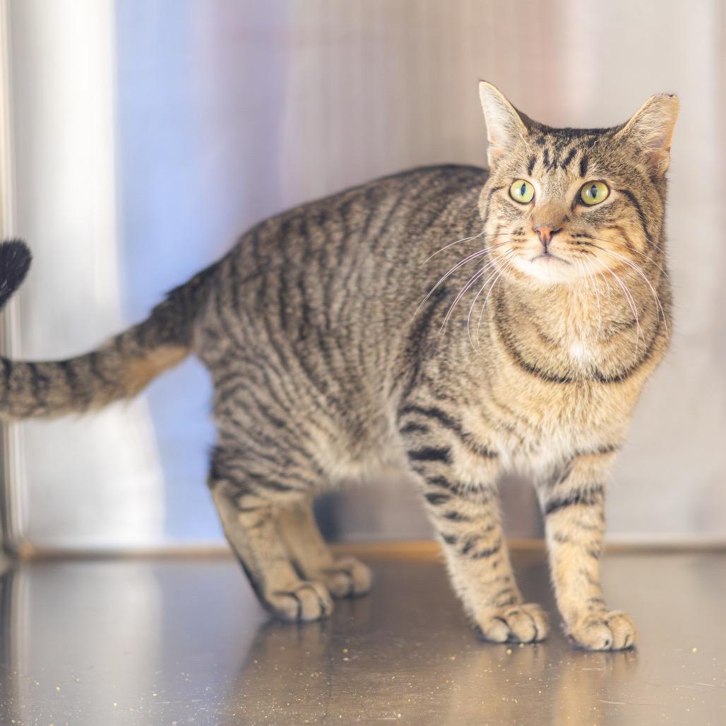 Bubba — thumbnail 3