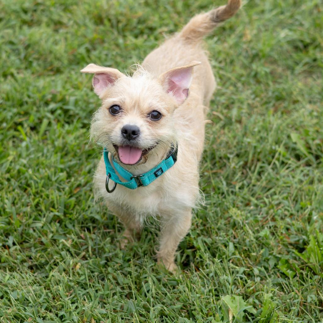 Enlarge Kali, a Adoptable mixed breed in Newark, DE image 3/6